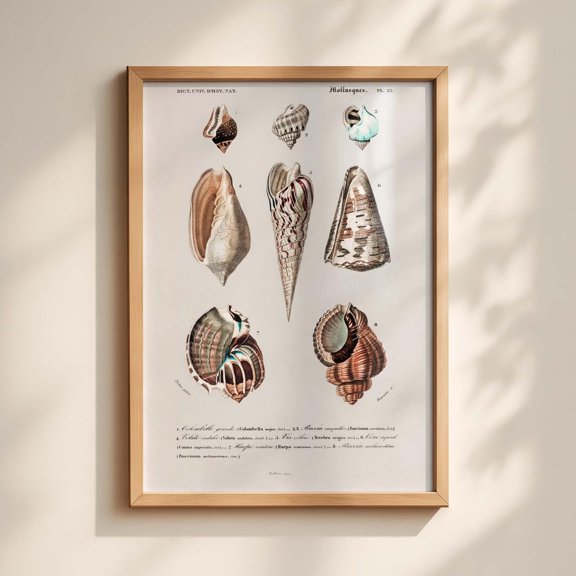 Vintage Seashell Illustration Print 19th Century Scientific Shell Art Natural History Poster