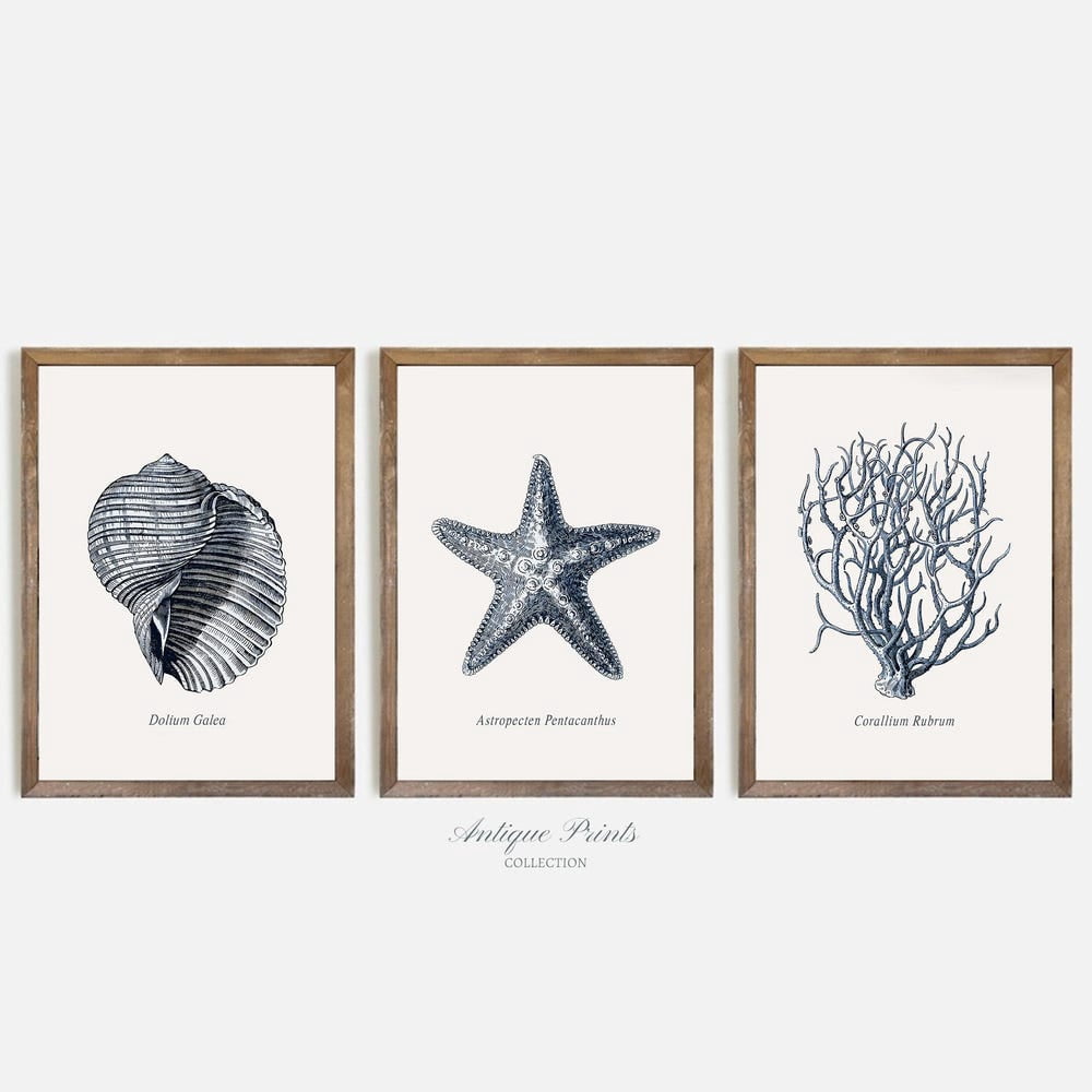 Vintage Seashell Sketch Coastal Gallery Beach Cottage Wall Art Set 3 ...