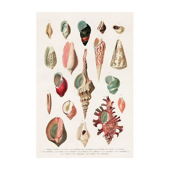 Vintage Seashells No1 Print Wall Art, Modern Wall Decor For Living Room Bedroom, 8x12 UNFRAMED
