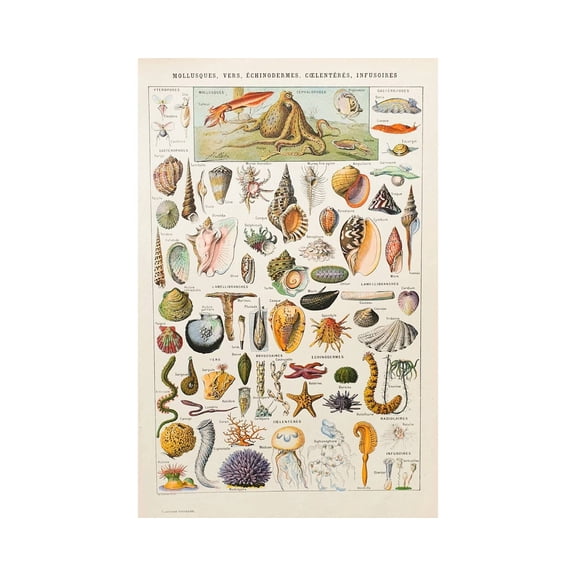 Vintage Seashells Ocean Poster, Unframed Paper Poster 8x10in