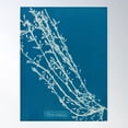 thumbnail image 1 of Vintage Seaweed Photography Collection 6 Of 12 Poster Wall Art, Modern Wall Decor For Living Room Bedroom, 8x12 UNFRAMED, 1 of 3