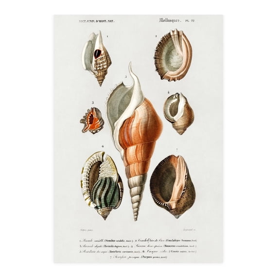 Vintage Shell Print, Shell Print, Vintage Print, Mollusc Print,Bedroom art, wall decoration living room, frameless 12x16inch