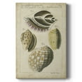 thumbnail image 1 of Vintage Shell Study I Premium Gallery Wrapped Canvas - Ready to Hang, 1 of 1
