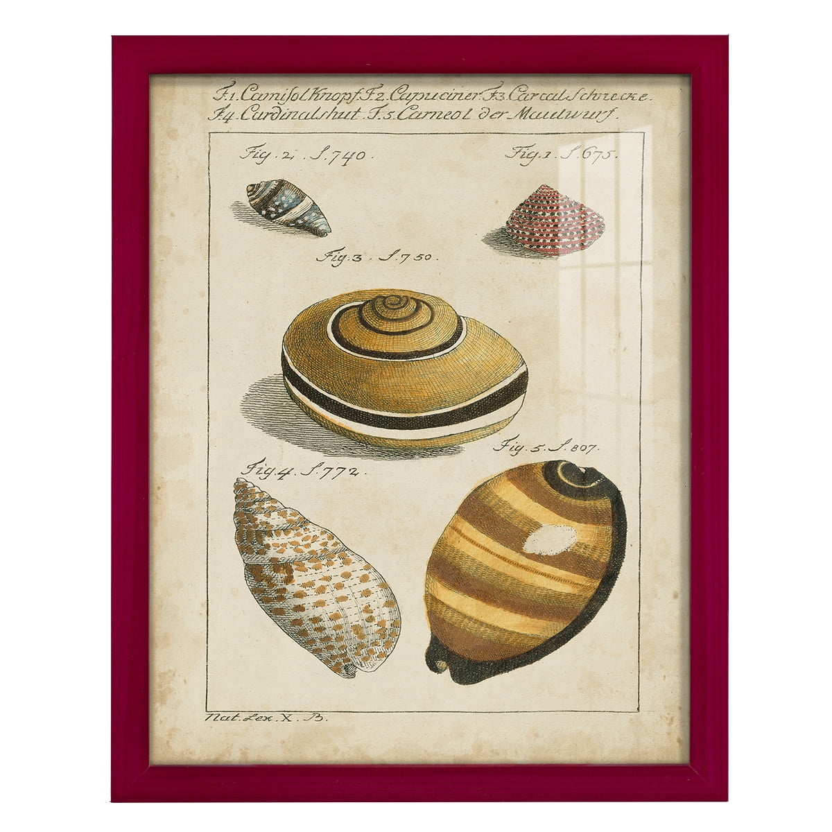 Vintage Shell Study IV -Framed Print w/glass-Cherry Red