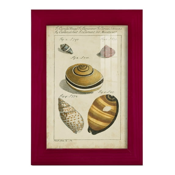 Vintage Shell Study IV -Framed Print w/glass-Cherry Red