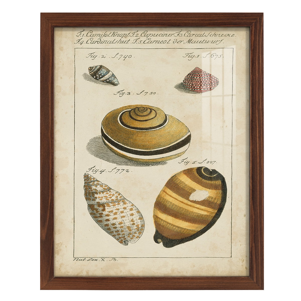 Vintage Shell Study IV -Framed Print w/glass-Chestnut