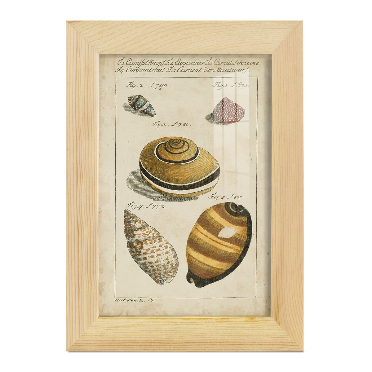 Vintage Shell Study IV -Framed Print w/glass-Natural Wood