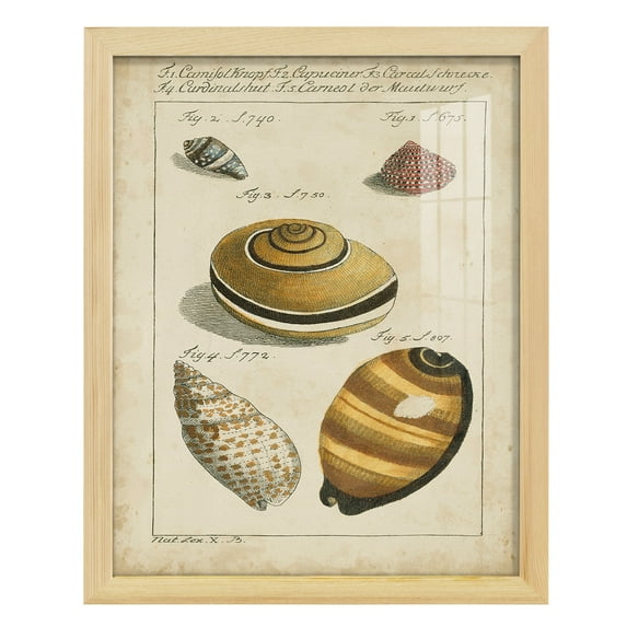 Vintage Shell Study IV -Framed Print w/glass-Natural Wood