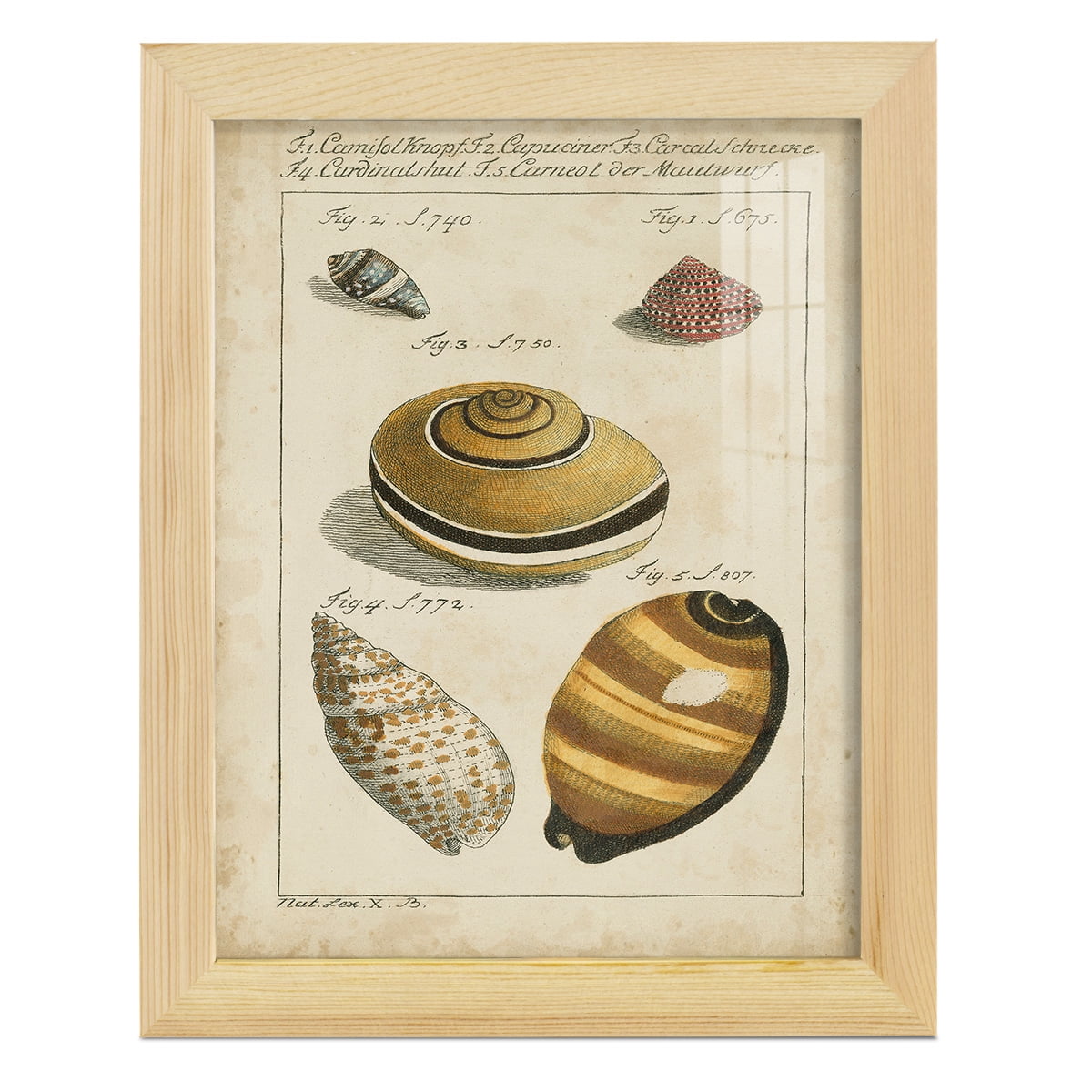 Vintage Shell Study IV -Framed Print w/glass-Natural Wood