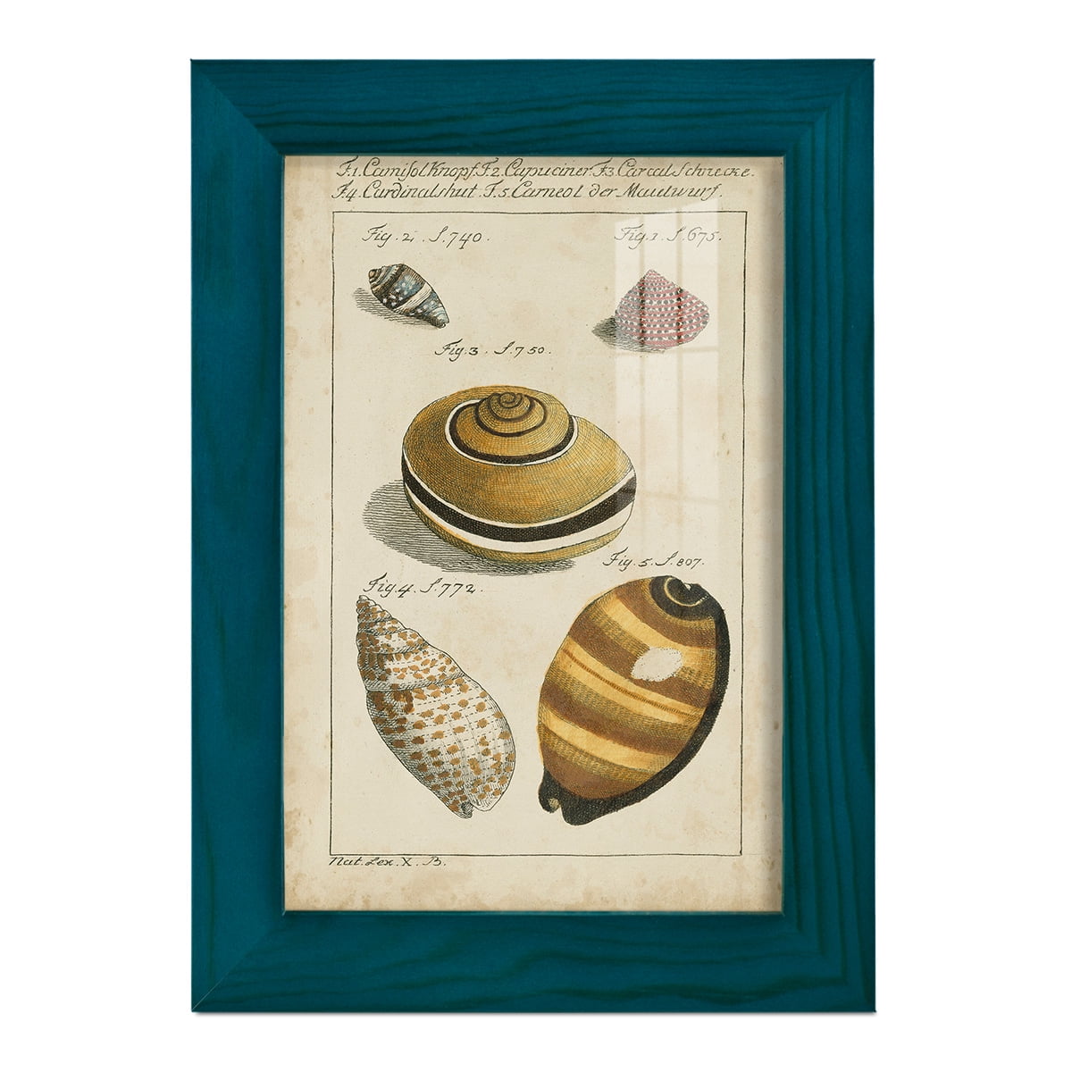 Vintage Shell Study IV -Framed Print w/glass-Ocean Blue