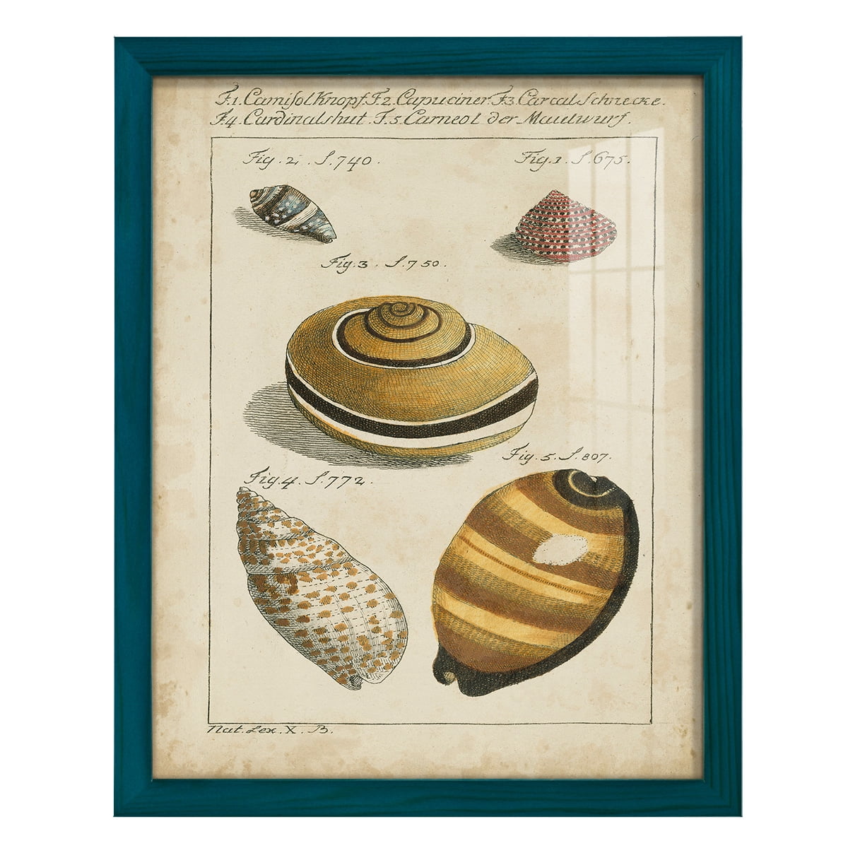 Vintage Shell Study IV -Framed Print w/glass-Ocean Blue