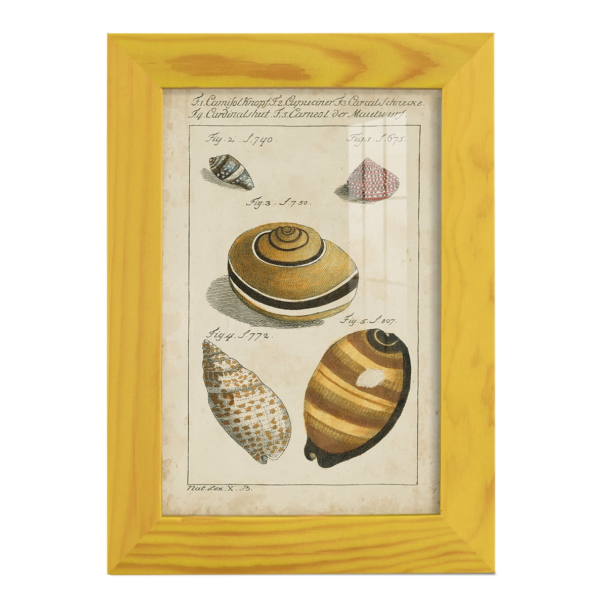 Vintage Shell Study IV -Framed Print w/glass-Sunflower Yellow