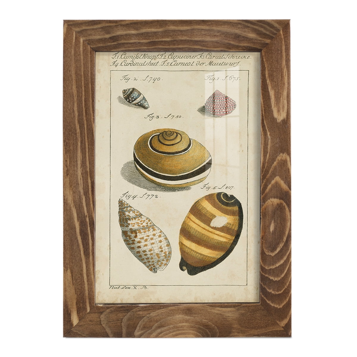Vintage Shell Study IV -Framed Print w/glass-Walnut