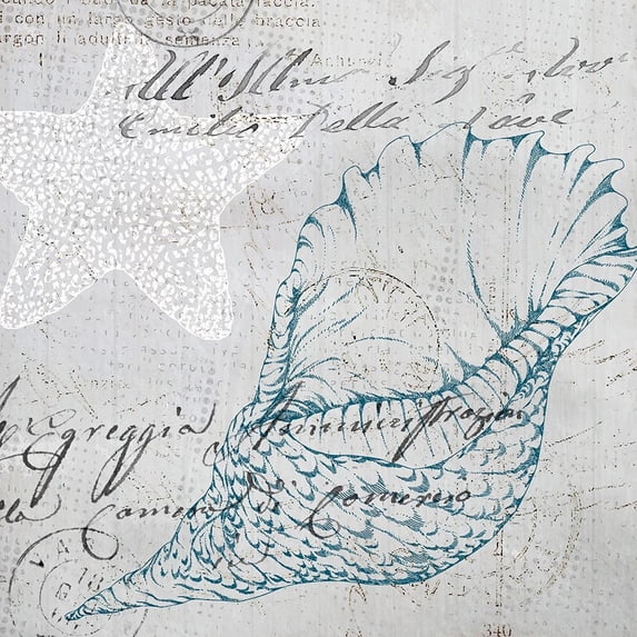 Vintage Shells 1 Poster Print by Allen Kimberly