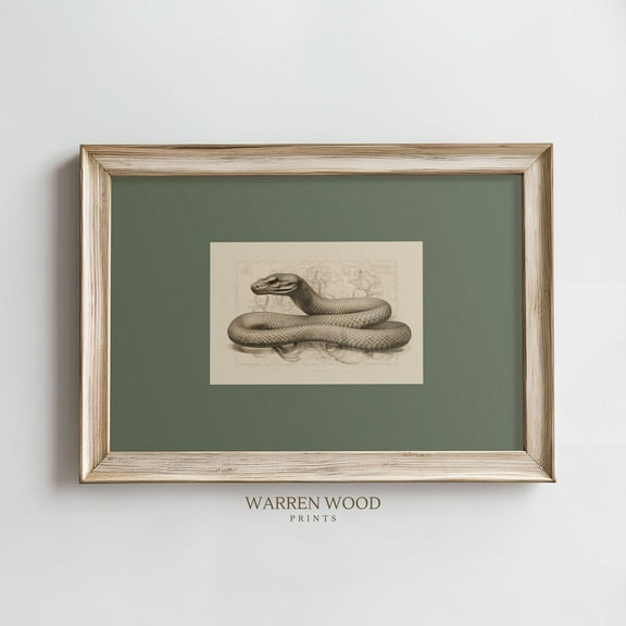 Vintage Snake Wall Art Print, Olive Green Rustic Background With Antique Snake Illustration, Cool Reptile Decor For Home Or Study Home Decor #1668, Stretched Canvas Size 8x12