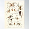 thumbnail image 1 of Vintage Spider Diagram | Insects Identification | American Spiders | Entomology Diagram Chart Poster Wall Art, Modern Wall Decor For Living Room Bedroom, 12x18 UNFRAMED, 1 of 3