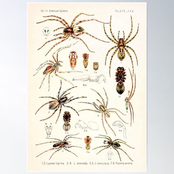 Vintage Spider Diagram | Insects Identification | American Spiders | Entomology Diagram Chart Poster Wall Art, Modern Wall Decor For Living Room Bedroom, 16x24 UNFRAMED
