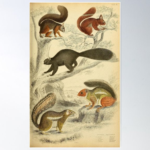 Vintage Squirrel Illustrations Poster Wall Art, Modern Wall Decor For Living Room Bedroom, 8x12 UNFRAMED