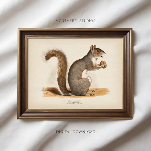 Vintage Squirrel Print Poster, Squirrel Illustration Poster, Squirrel Drawing, Fall Squirrel Art, Winter Squirrel Wall Art Poster, Unframed Poster Size 8x12 F03.1.19l311