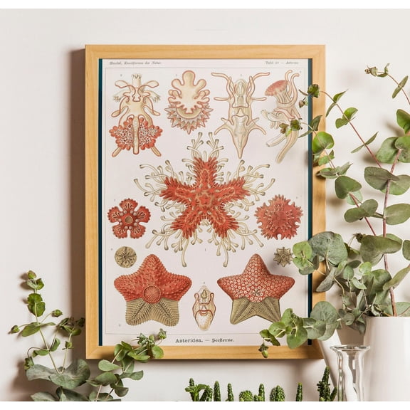 Vintage Starfish Poster - Ernst Haeckel Asteridea, Sea Life Poster, Unframed Poster Size 8x12