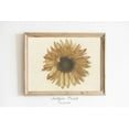 thumbnail image 1 of Vintage Sunflower Wall Art, Botanical Drawing, Antique Sunflower Sketch Art, Sunflower Poster, Summer Farmhouse Decor,, Unframed Poster Size 24x36, 1 of 4