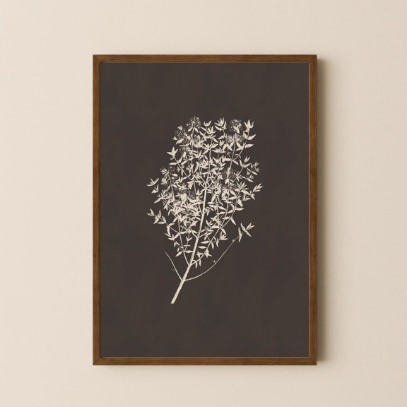 Vintage Thyme Drawing French Country Botanical Art