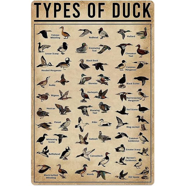 Vintage Tin Sign Metal Poster Plaque Types of Duck Metal Sign Iron