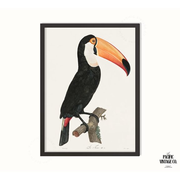 Vintage Toucan Art Print – Antique Tropical Bird Illustration, Ornithology Wall Decor, Exotic Wildlife Poster, Le Toucan Vintage Poster 11x14 UNFRAMED