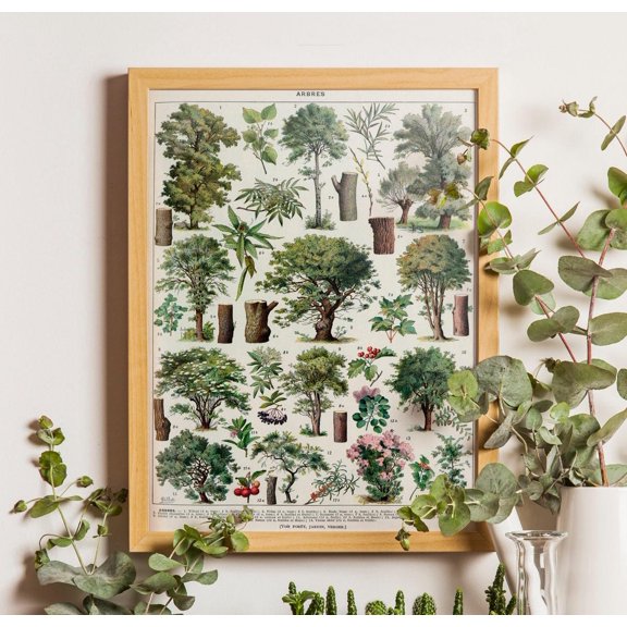 Vintage Tree Poster, Larousse Book Page Art, Botanical Poster, Tree Poster, Botany Poster, Vintage Book Art, Kitchen Art Poster, Tree Poster, Stretched Canvas Size 8x12