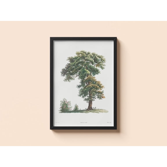 Vintage Tree Poster Pierre-Joseph Redoute Botanical Plant Illustration, Unframed Paper Poster 8x10in