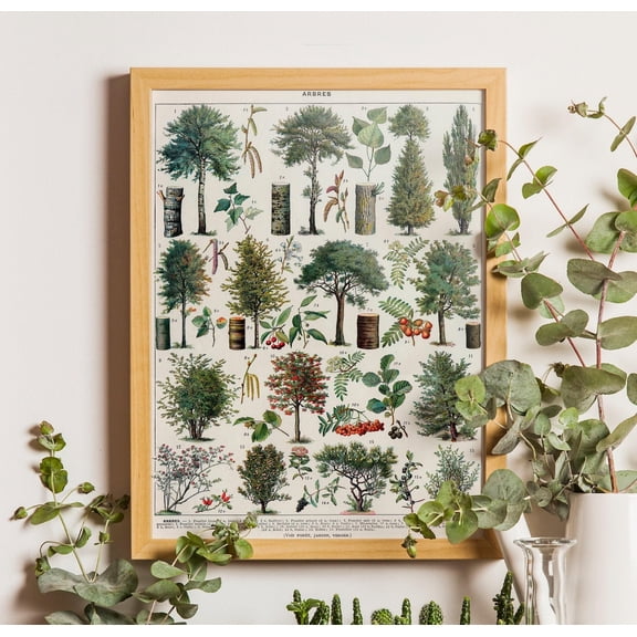 Vintage Tree Poster, Tree Species Wall Art, Trees Poster Vintage, Trees Poster, Botanical Art, Botanical Poster, Trees Poster Art, Tree Chart, Unframed Poster Size 24x36