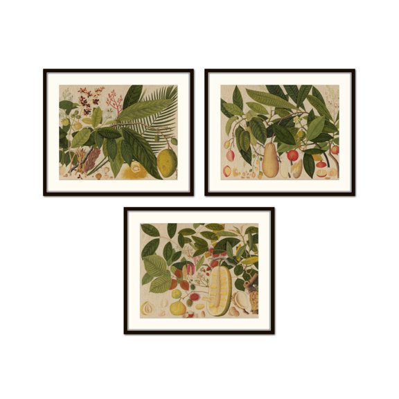 Vintage Tropical Fruit Prints Set Of 3, Chinoiserie Botanical Wall Art