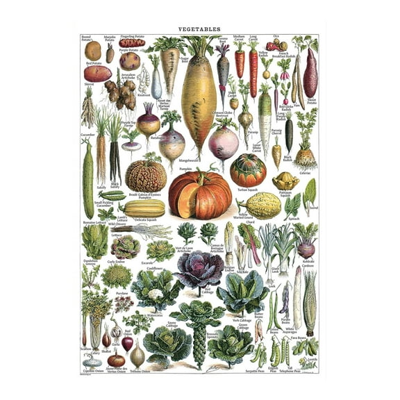 Vintage Vegetables Poster Prints - Botanical Identification Reference Chart - Kitchen Decorations