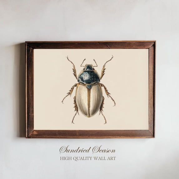 Vintage Water Beetle Scientific Illustration Natural History Entomology, Unframed Canvas 16x20in