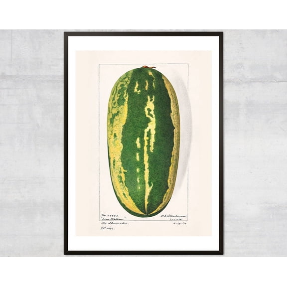 Vintage Watermelon Fruit Diagram, Lithograph Print, Antique Botanical, Minimal Wall Art Poster, Poster Only