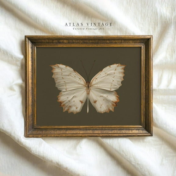 Vintage White Butterfly Print Dark Moody Insect Cottagecore Sage Green Fall Decor Moth Modern Wall Art Decor