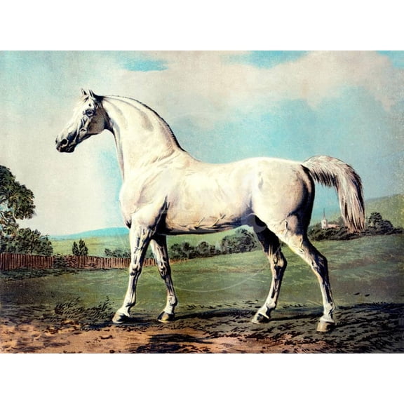 Vintage White Horse Chromolithograph Mambrino, from the Picture by George Stubbs 1817, Animals Unframed Art Print Wall Art by Piddix Sold by Art.Com