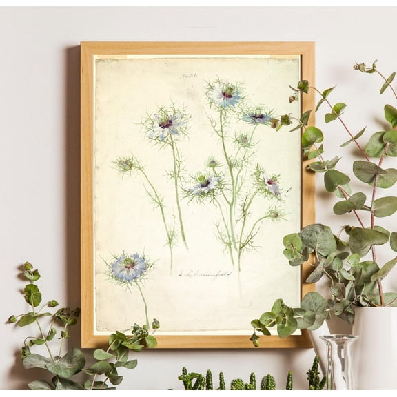 Vintage Wildflower Art Poster: 'Love In A Mist' Botanical Drawing, Unframed Canvas Size 16x24