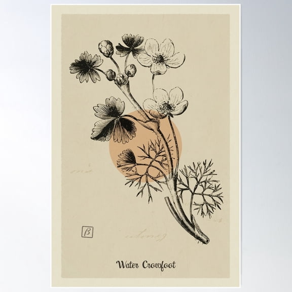Vintage Wildflower Water Crowfoot Etching Poster Wall Art, Modern Wall Decor For Living Room Bedroom, 8x12 UNFRAMED
