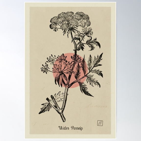 Vintage Wildflower Water Parsnip Etching Poster Wall Art, Modern Wall Decor For Living Room Bedroom, 12x18 UNFRAMED