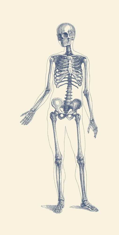Anatomical Drawing of a Human Skeleton