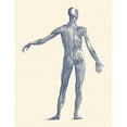 thumbnail image 1 of Vintage anatomy print showing a back view of the human muscular system. Poster Print by John Parrot/Stocktrek Images (11, 1 of 1