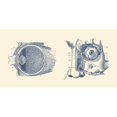thumbnail image 1 of Vintage anatomy print showing a diagram of the human eye anatomy. Poster Print by John Parrot/Stocktrek Images, 1 of 1