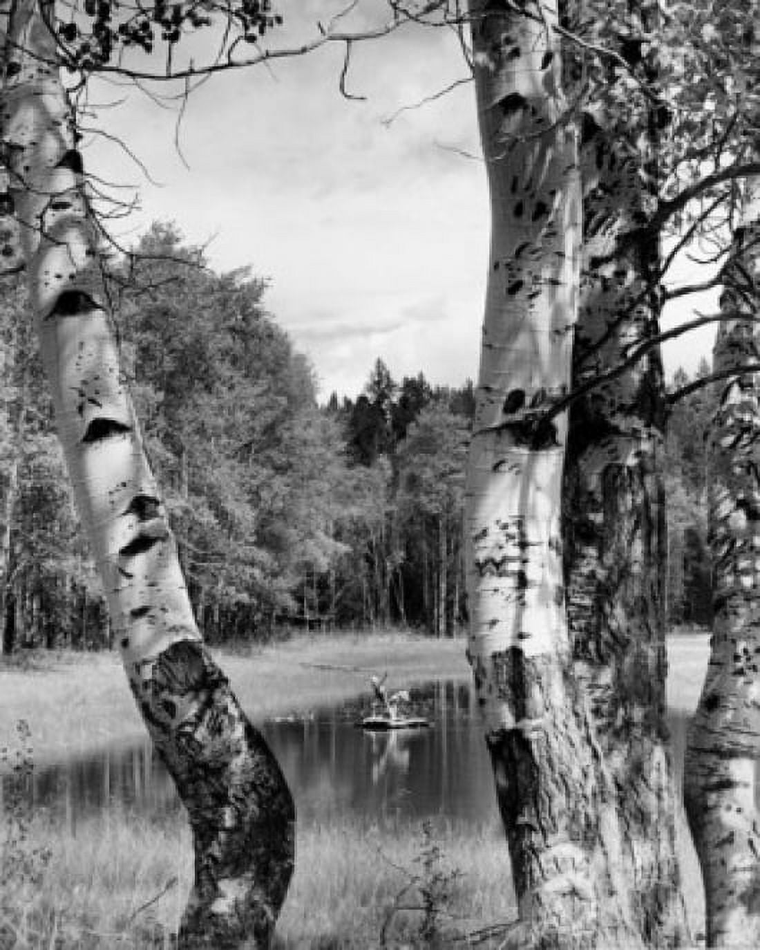 Vintage photograph of boy and girl fly-fishing as seen from between beech trees Canvas Art - (18 x 24)