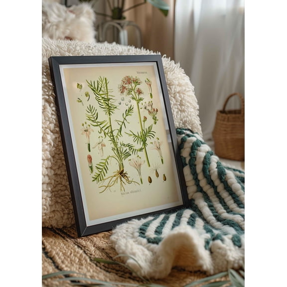 Vintage poster of valerian, botanical poster of valerian, vintage medicinal plant art prints based on Köhler's Medicinal Plants, country house herb wall decor, Poster Only