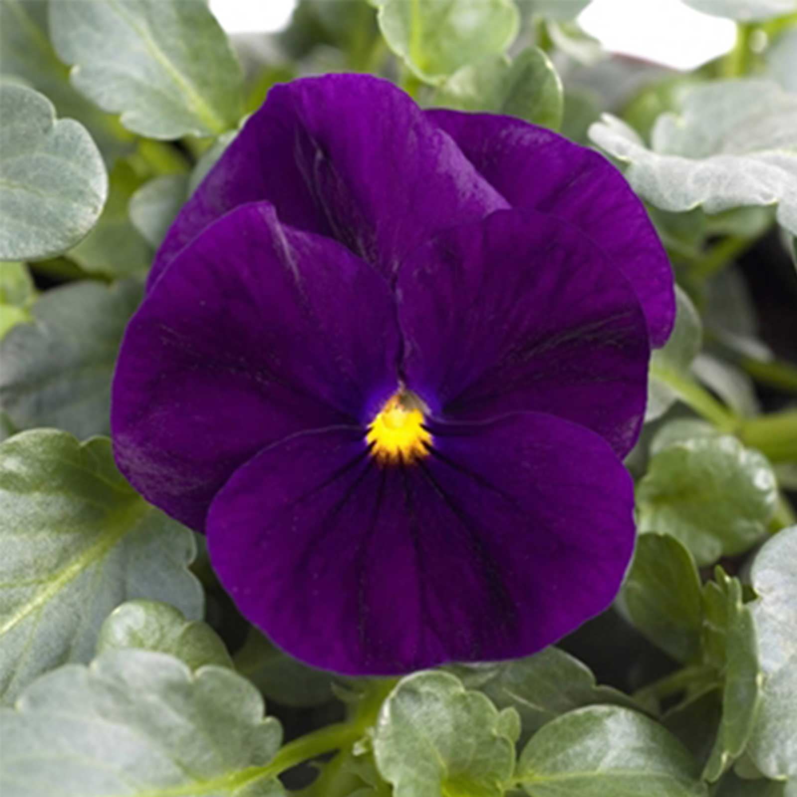 Mountain Valley Seed Company 100 Viola Flower Seed, Cold Weather Tolerant - Walmart.com Mountain Valley Seed Company 100 Viola Flower Seed, Cold Weather Tolerant - Walmart.com