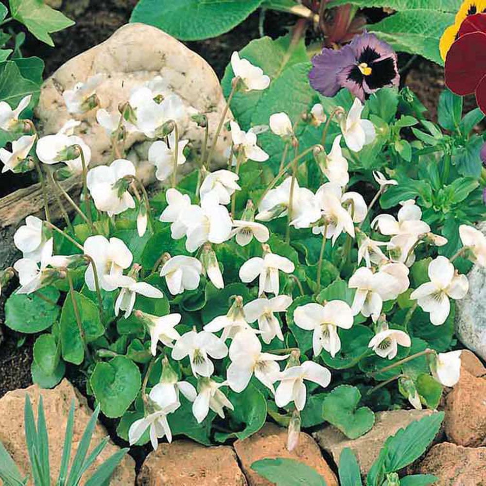 Viola Odorata Sweet Violet Reine De Neiges Flower Seeds - 200 Seeds -  Walmart.com