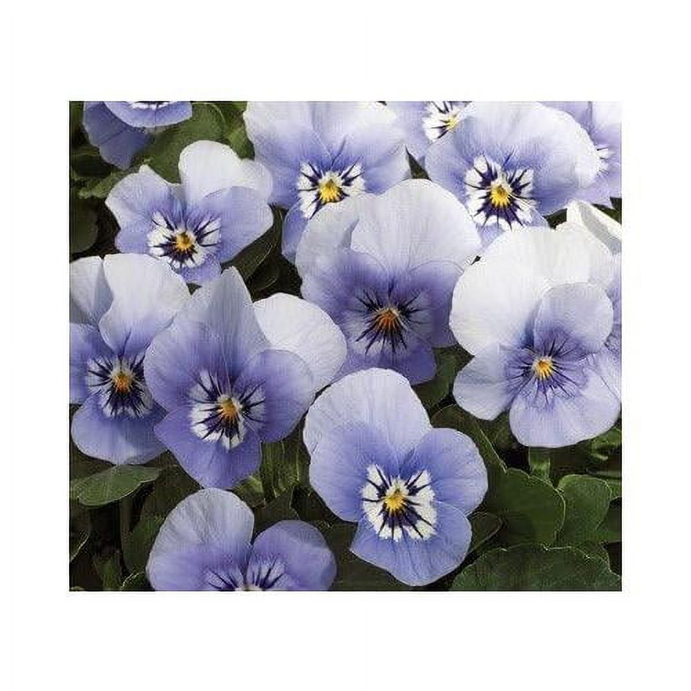 Viola Penny Marina 250 Seeds - Walmart.com