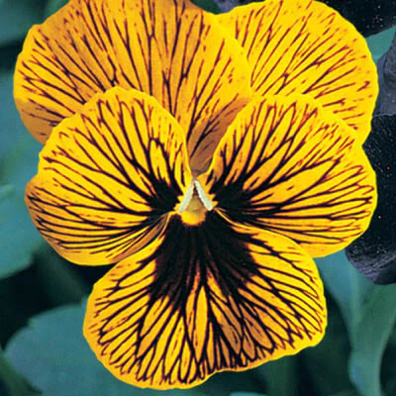 Viola Seed Viola Angel Tiger Eye Yellow F1 Seed Bred as Hybrid for