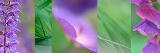 Violet Collage Canvas Art - Cora Niele (8 x 24)